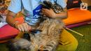 Karyawan menyisir bulu kucing di tempat penitipan kucing Arnamir. (Liputan6.com/Faizal Fanani)