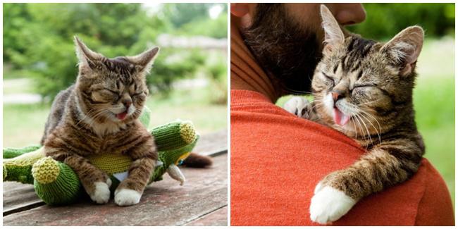 (c) lilbub.com