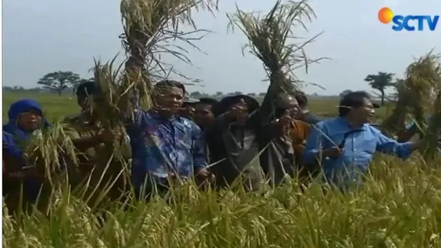 Seharusnya impor beras dilakukan jika Indonesia dilanda kekeringan terutama akibat badai El Nino yang sebenarnya jarang terjadi.