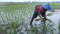 Lahan Pesisir Disulap Jadi Sentra Padi hingga Rumput Laut