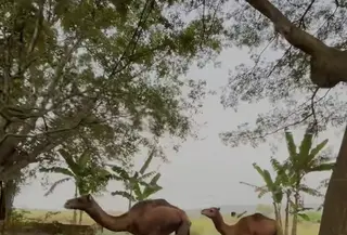 VIral Peternakan Unta di Mojokerto. (istimewa)
