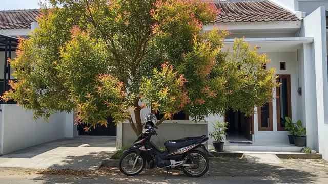 Tanaman Peneduh untuk Parkiran Motor