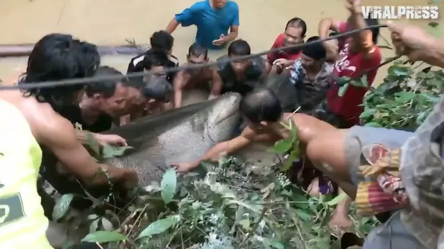 Ditemukan lele raksasa seberat 400 kilogram di sungai Mekong. Warga pun membantu untuk menyelamatkan lele tersebut.