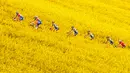 Sejumlah pembalap melintasi ladang rapeseed dengan hamparan bunga kuning saat mengikuti perlombaan Tour de Romandie UCI ProTour ke-72 di Bottens, Swiss (29/4). Dalam lomba ini Para pembalap harus menempuh jarak 181,8 km.(Valentin Flauraud/Keystone via AP)