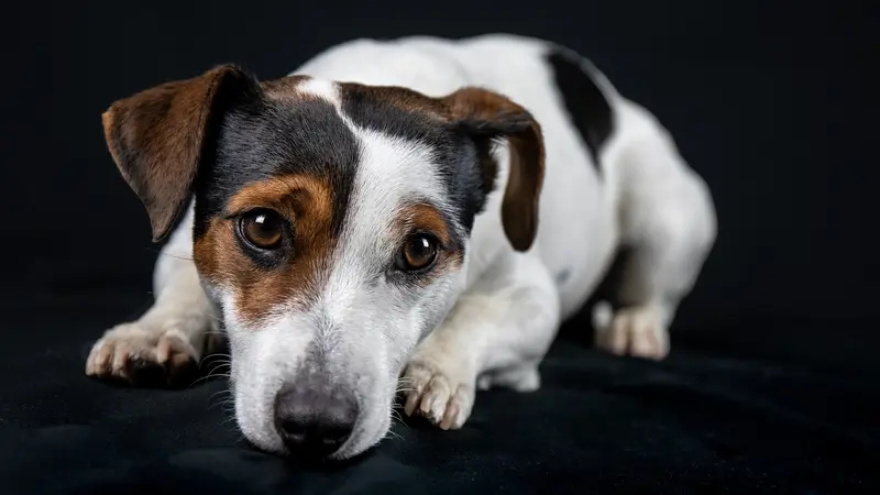 Ilustrasi Anjing Jack Russell