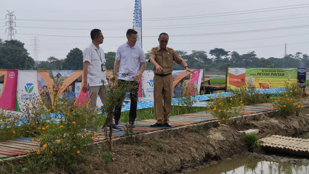 Direktur Bayer Indonesia (Tengah) Florian Zirnstein meninjau tanaman padi yang bekerjasama dengan Kementerian Pertanian di BPSIP Serang, Banten. (Liputan6.com/Dicky Agung Prihanto)