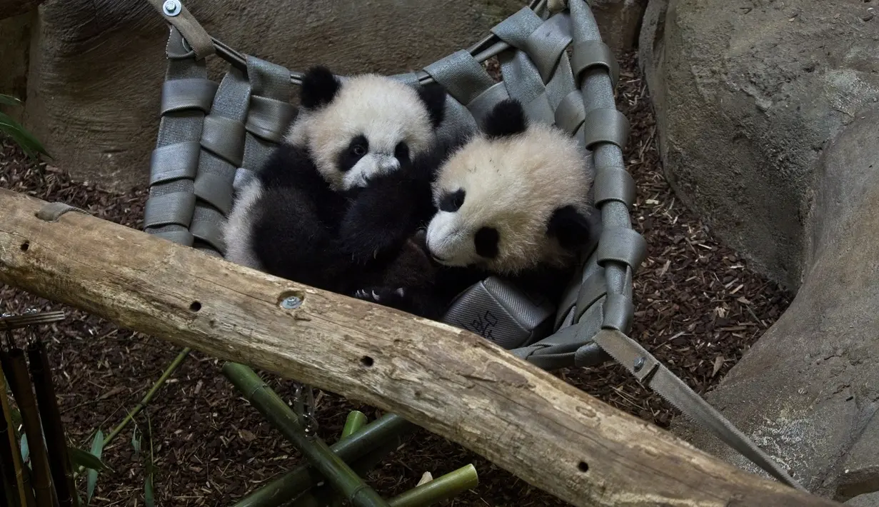 Anak panda kembar Yuandudu (kiri) dan Huanlili (kanan) yang lahir pada 1 Agustus 2021 terlihat di kandang internal mereka di taman zoologi Beauval di Saint-Aignan, Prancis tengah (14/3/2022). (AFP/Souvant Guillaume)
