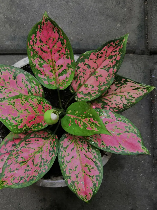 ilustrasi aglonema widuri/shutterstock