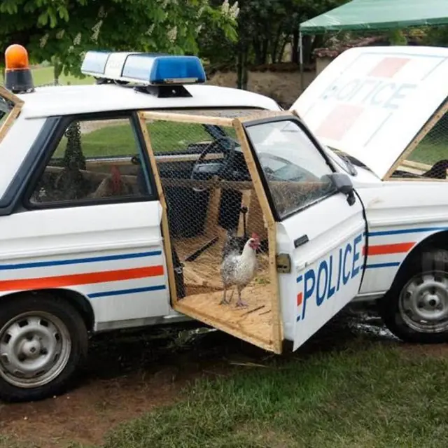 8 Potret Kandang Ayam Paling Unik, Bikin Kagum Lihatnya