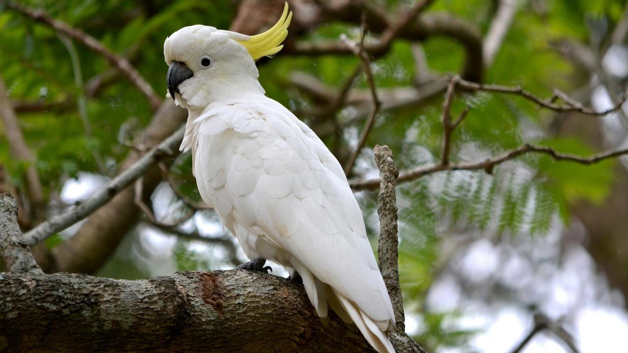 Cockatoo