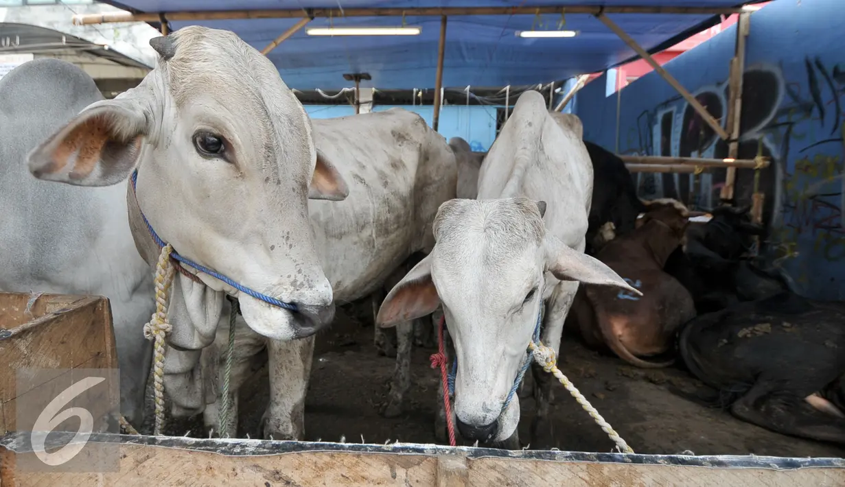 Sejumlah hewan kurban di kawasan Tanah Abang, Jakarta, Sabtu (3/9). Untuk harga Kambing dijual dengan harga Rp2,2-5,5 juta, sedangkan harga sapi Rp18-35 juta. (Liputan6.com/Yoppy Renato)
