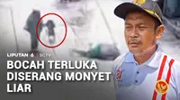 Seorang murid taman kanak-kanak di Bekasi, Jawa Barat, terluka diserang seekor monyet liar saat pulang sekolah. Penyerangan oleh satwa liar itu terekam kamera CCTV perumahan.
