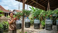 8 Ide Galon Bekas untuk Menanam Cabai Gantung, Hemat Lahan dan Estetik