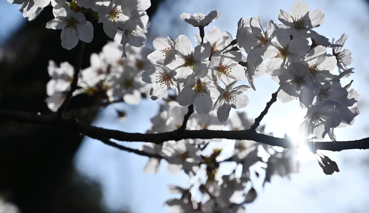 Bunga sakura yang sedang mekar bunganya terlihat di Pemakaman Yanaka di distrik Taito, Tokyo, Jepang (26/3). Pohon sakura berbunga setiap satu tahun sekali, kuncup bunga sakura mulai terlihat di akhir musim dingin pada bulan Maret. (AFP Photo/Charly Triballeua)