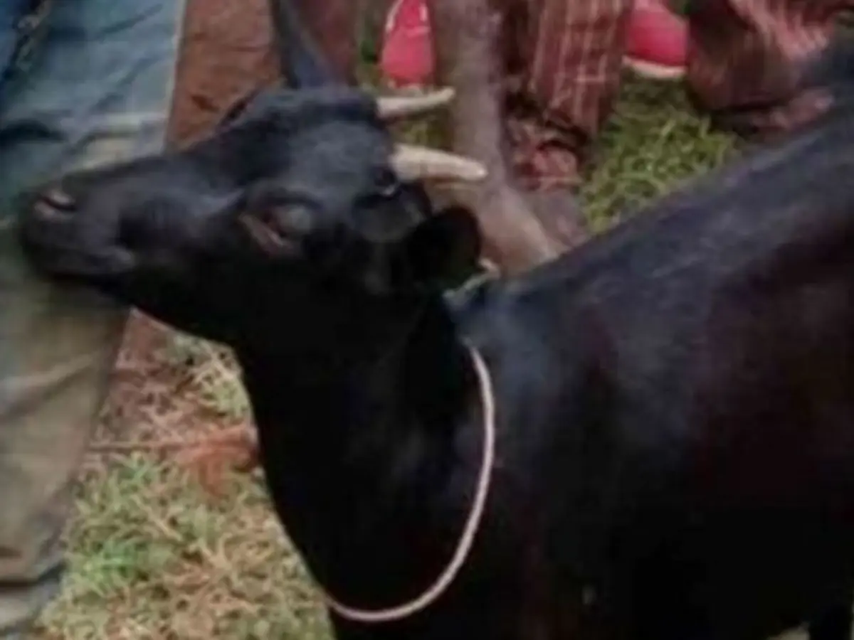 Sakit Hati Ditolak Perempuan, Pria Ini Perkosa Kambing Tetangga - Citizen6  Liputan6.com