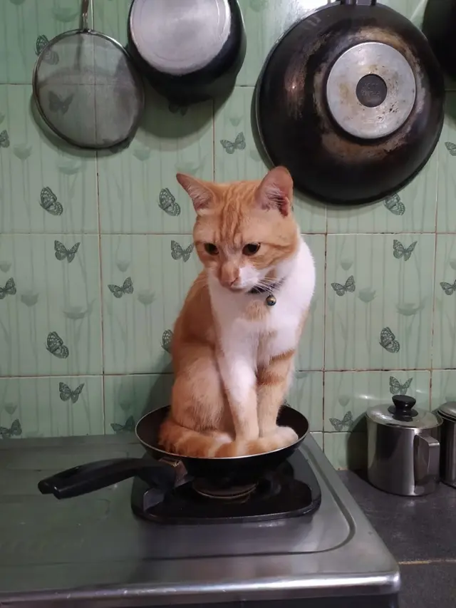 10 Potret Tempat Kucing Rebahan Ini Bikin Geleng Kepala, Enggak Habis Pikir