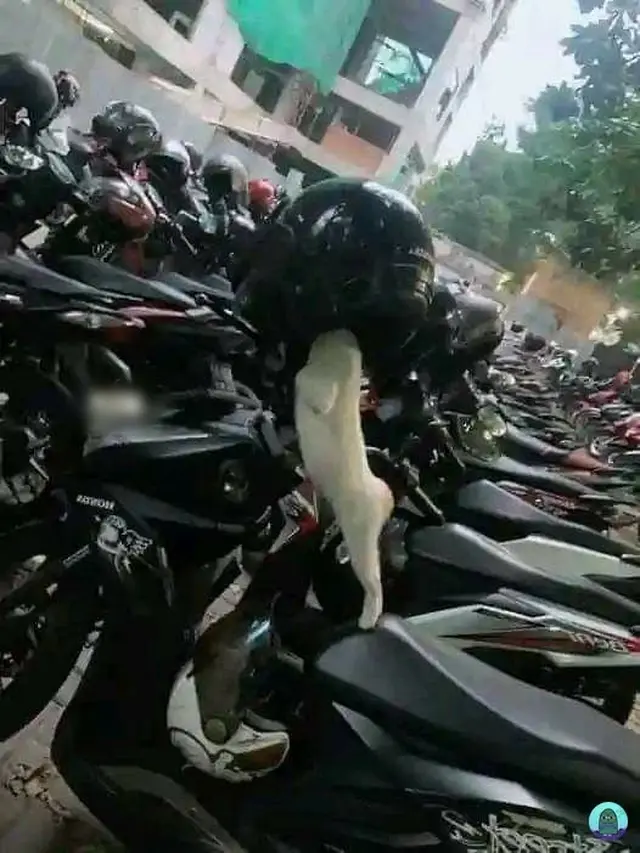 8 Momen Kocak Kucing saat Naik Motor Ini Bikin Geleng Kepala