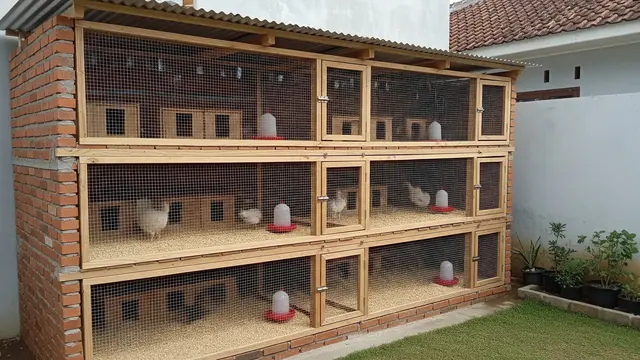 Model Kandang Ayam Tembok Semi Permanen yang Tahan Lama dan Aman Desain Bertingkat Struktur Tembok