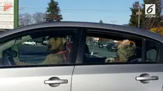 Anjing ini menjadi pusat perhatian warga sekitar lantaran membuat kebisingan dengan membunyikan klakson mobil. Ini dilakukan si anjing lantaran kesal dengan pemiliknya.