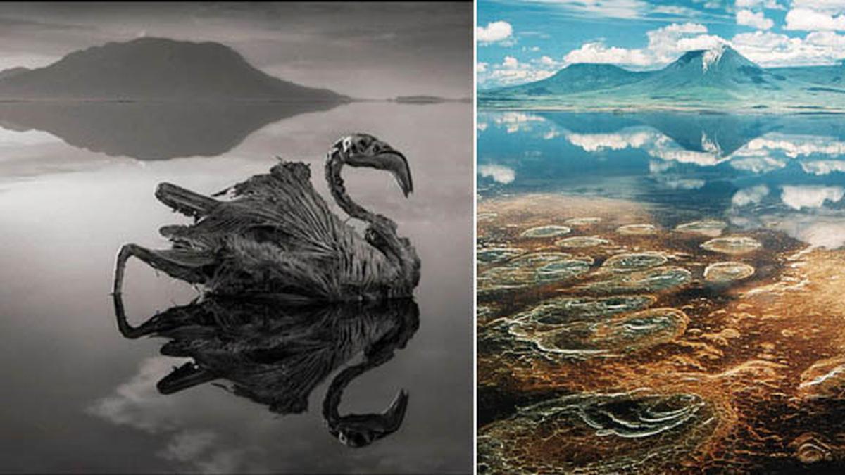 Menyeramkan, Hewan di Danau Ini Bisa Berubah Jadi Batu - Lifestyle