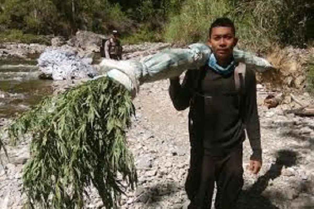 Ladang Ganja