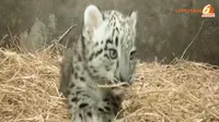 [VIDEO] Imutnya Bayi Macan Tutul Salju di Bonbin Chicago AS