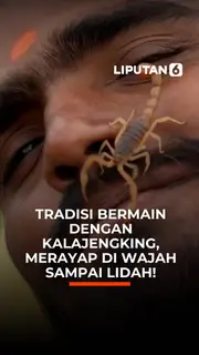 Tradisi Bermain dengan Kalajengking, Merayap di Wajah sampai Lidah!
