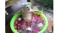 6 Potret Lucu Kucing saat Mandi Ini Curi Perhatian, Bikin Gemas (sumber: Twitter/ulat_bulu_bulu)