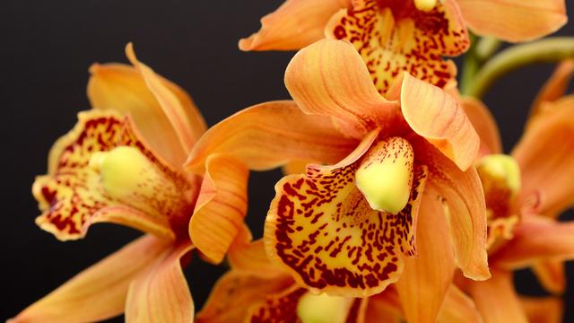 Anggrek (sumber: Pixabay).