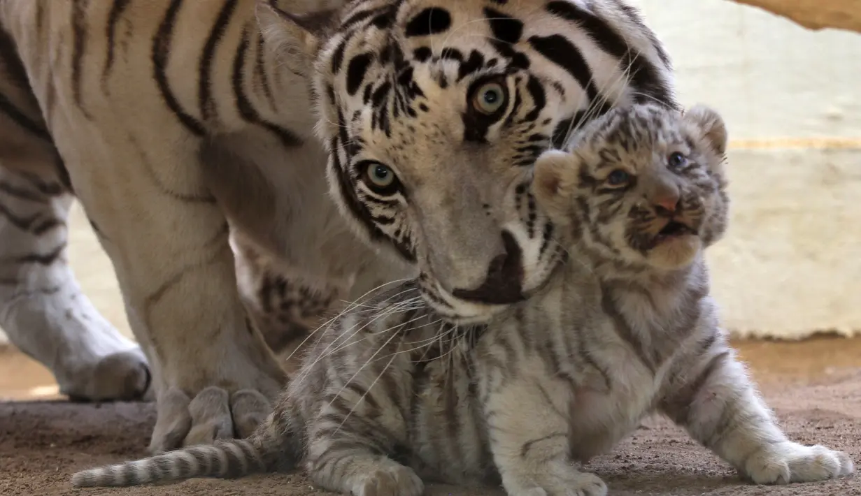 Harimau putih bernama Sascha bersama anaknya yang baru berumur satu bulan di San Jorge Zoo di Ciudad Juarez, Chihuahua, Meksiko, Kamis (18/5). Harimau putih telah masuk dalam daftar hewan langka yang nyaris mengalami kepunahan. (AFP/HERIKA MARTINEZ)