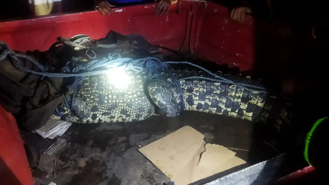 Buaya sepanjang 3 meter usai dievakuasi Disdamkartan Bandar Lampung. Foto (Humas Disdamkartan)