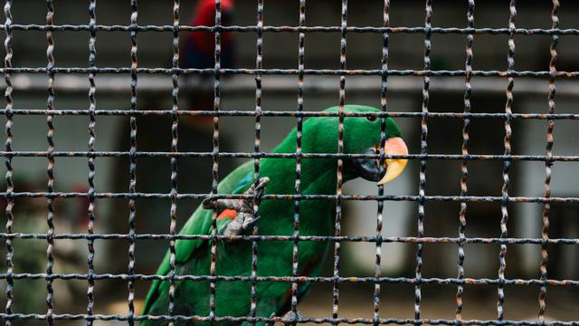 Ilustrasi memelihara burung