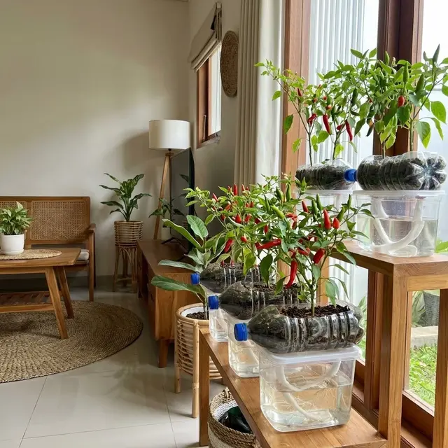Ide Kebun Cabai di Dalam Ruangan