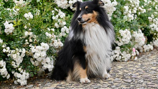 Shetland Sheepdog