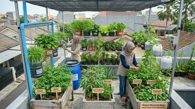 Ide Kebun Sayur Rambat di Atap Rumah Biar Lahan Sempit Tetap Produktif