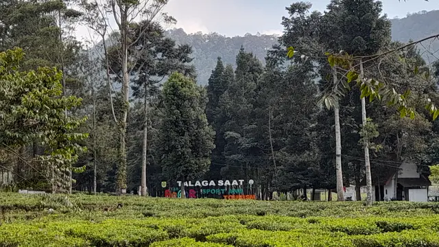 Dedi Mulyadi Ingin Hutankan Kawasan Puncak Bogor, Kebun Teh Era Belanda Bakal Tinggal Kenangan?