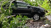 Sebuah mobil tertimpa pohon tumbang akibat hujan lebat dan angin kencang di Jember (Istimewa)