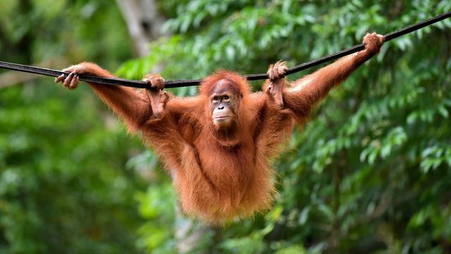 BKSDA Aceh Lepasliarkan Dua Orangutan Sumatera Sitaan