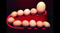 Telur raksasa dihasilkan oleh Wendy, si Ayam Sussex. (foto: Emma Posttlethwaite)