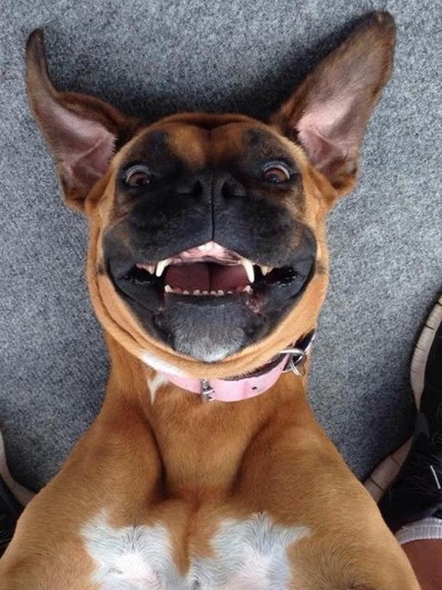 hewan berpose di depan kamera