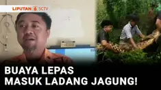 Jangan pernah memelihara binatang peliharaan, jika tidak sanggup untuk mengurusnya. Apalagi binatang peliharaan ini adalah binatang buas. Seekor buaya peliharaan panjang 2,5 meter berkeliaran di ladang jagung milik warga di Bangkalan, Jawa Timur.