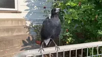 Burung Magpie dapat meniru banyak suara burung yang berbeda, dan bahkan panggilan dari hewan lain. (Source: Facebook/Gregory Andrews)