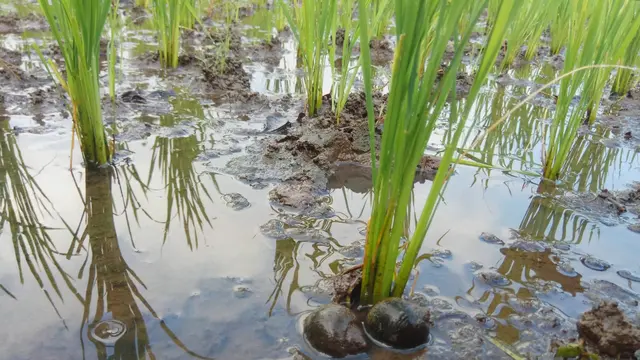 Serbuan hama keong mas diduga berasal dari kolam warga. Kondisi itu semakin parah, seiring masuknya musim hujan yang menyebabkan keong bermigrasi ke lahan pertanian sekitar.