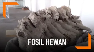 Penemuan fosil hewan diantaranya mamut, unta dan serigala yang berusia 10.000 hingga 14.000 tahun.  Fosil ditemukan di sebuah lahan pribadi dikota Puebla, Meksiko.