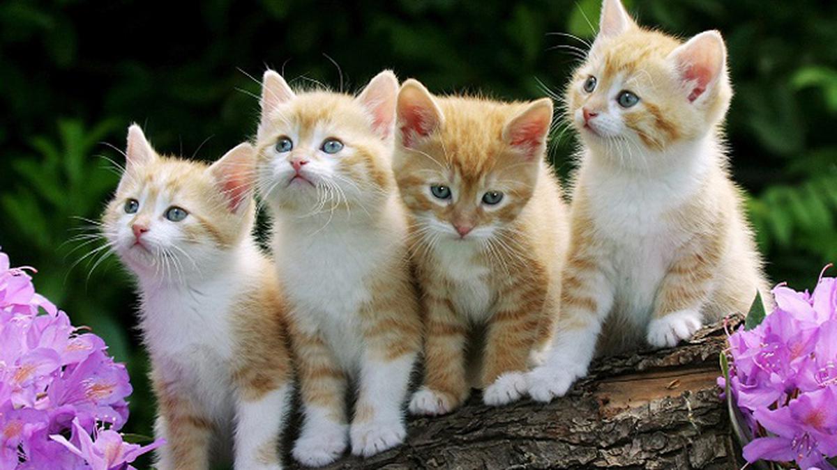 7 Alasan Mengapa Anda Harus Memelihara Kucing
