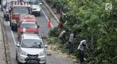 Kendaraan melintas saat petugas Suku Dinas Kehutanan Jakarta Timur menebang pohon di    pinggir Jalan I Gusti Ngurah Rai, Jakarta, Rabu (25/7). Penebangan dilakukan untuk mengantisipasi terjadinya pohon tumbang. (Merdeka.com/Iqbal Nugroho)