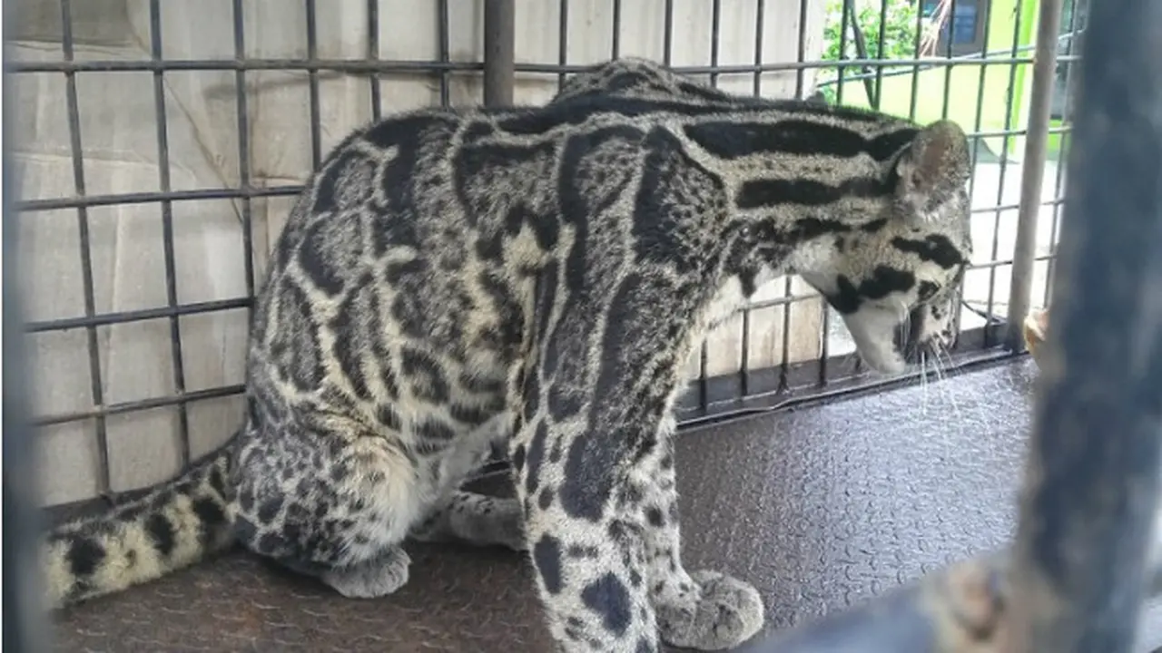 Macan Dahan
