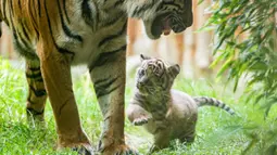 Dalam foto tanpa tanggal memperlihatkan seekor anak Harimu Sumatera bermain dengan induknya di Kebun Binatang Wroclaw, Polandia. Juru bicara Kebun Binatang Wroclaw, Joanna Kij, mengatakan kelahiran anak harimau merupakan kesuksesan besar bagi kebun binatang. (Wroclaw Zoo via AP)
