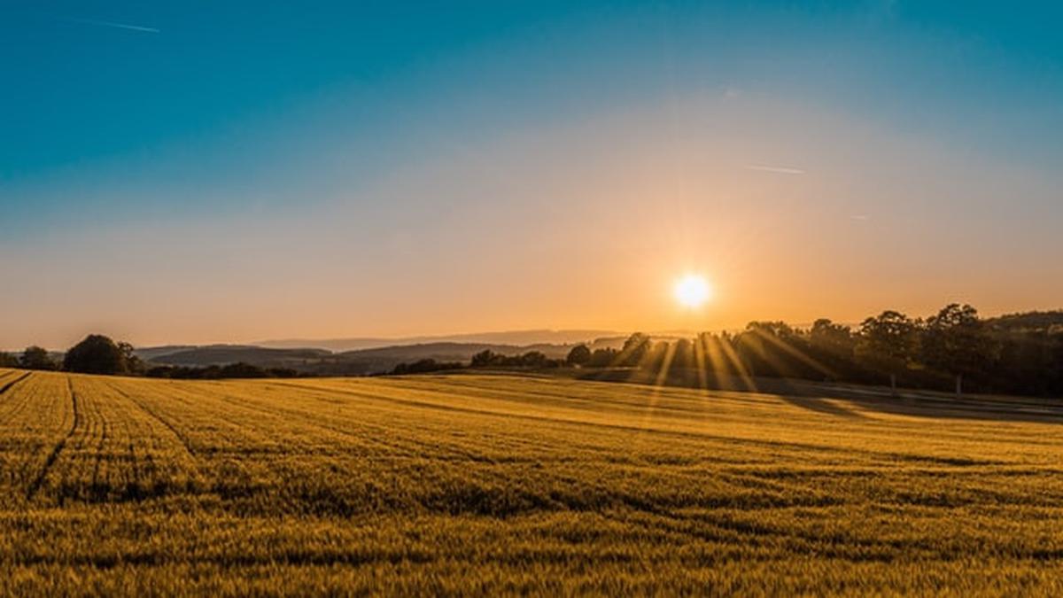Sumber Vitamin D Terbaik dari Sinar Matahari hingga Makanan Fortifikasi
