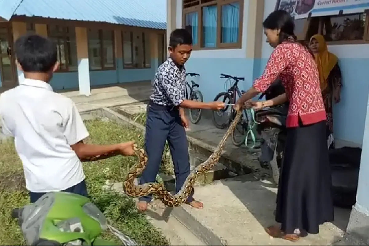 Aksi guru cantik tangkap ular Piton dengan tangan kosong (Fauzan/Liputan6.com)